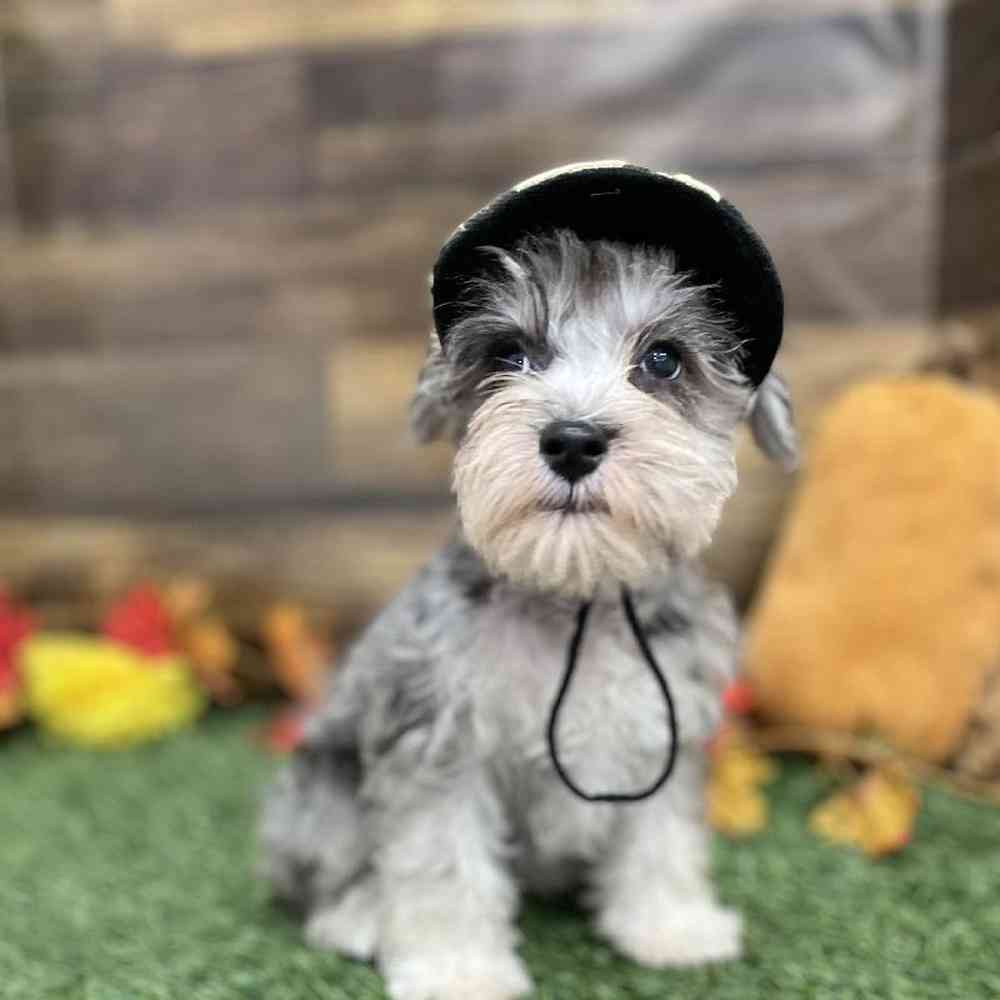 Male Miniature Schnauzer Puppy for Sale in Braintree, MA