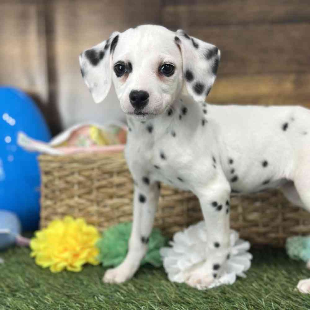 Female Dalmatian Puppy for Sale in Saugus, MA