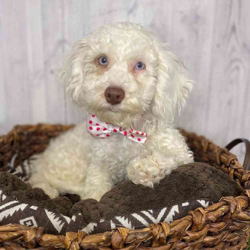 Male Cockapoo Puppy for Sale in Saugus, MA