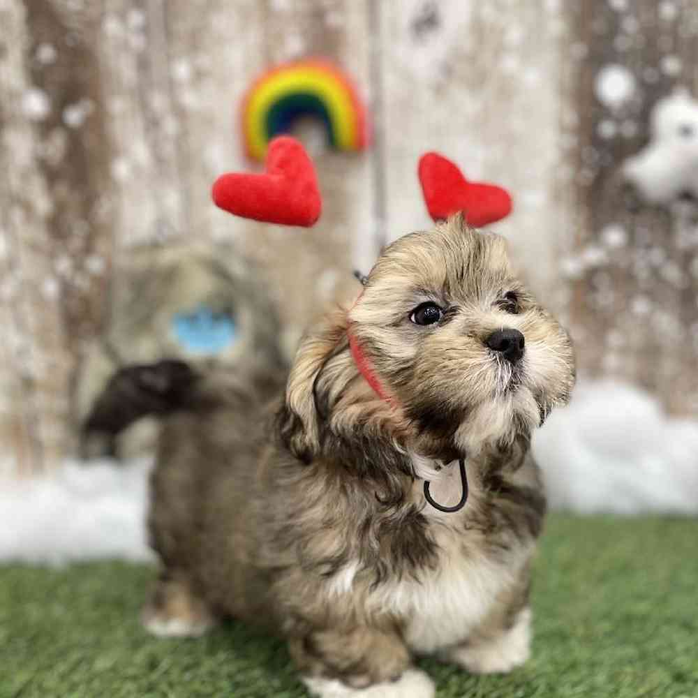 Male Lhasa Apso Puppy for Sale in Braintree, MA