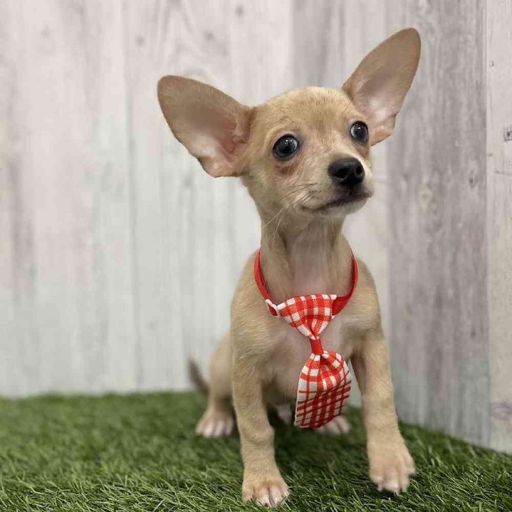 Male Chihuahua Puppy for Sale in Braintree, MA