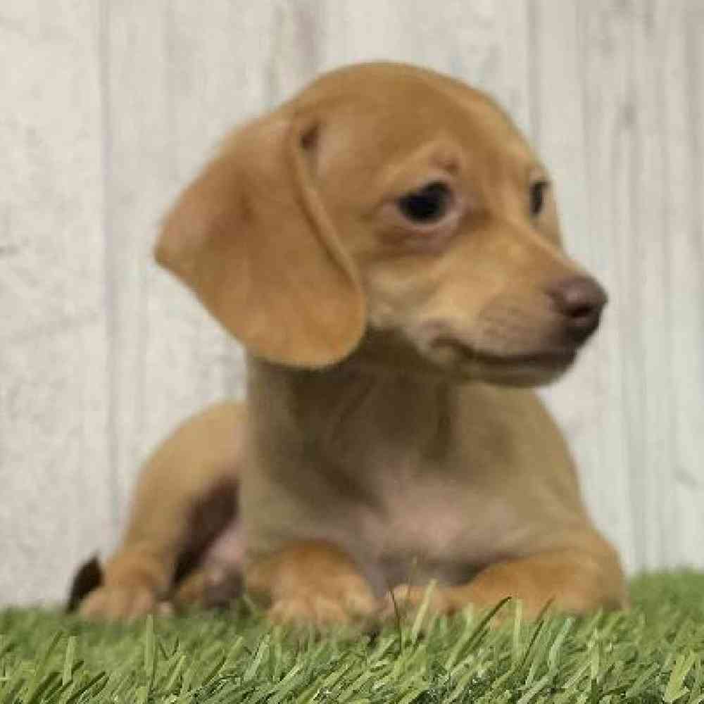 Female Chiweenie Puppy for sale