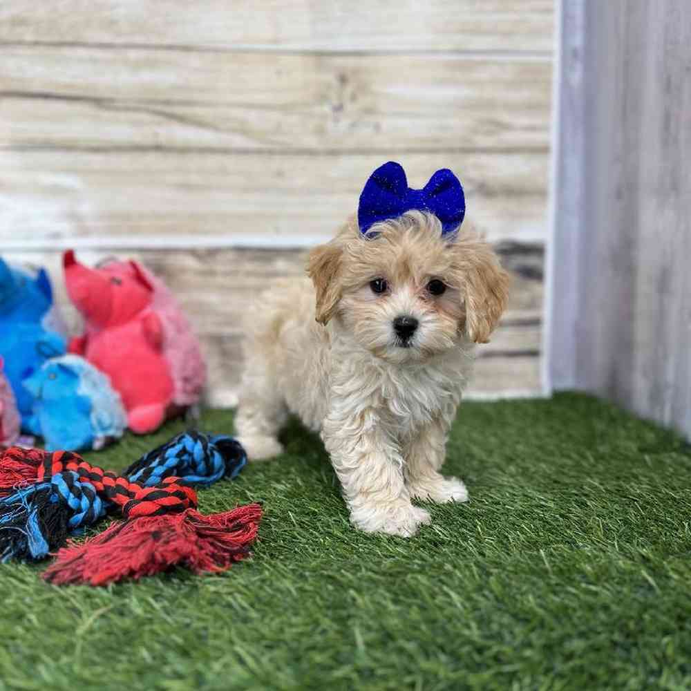 Female Malti-Poo Puppy for Sale in Saugus, MA