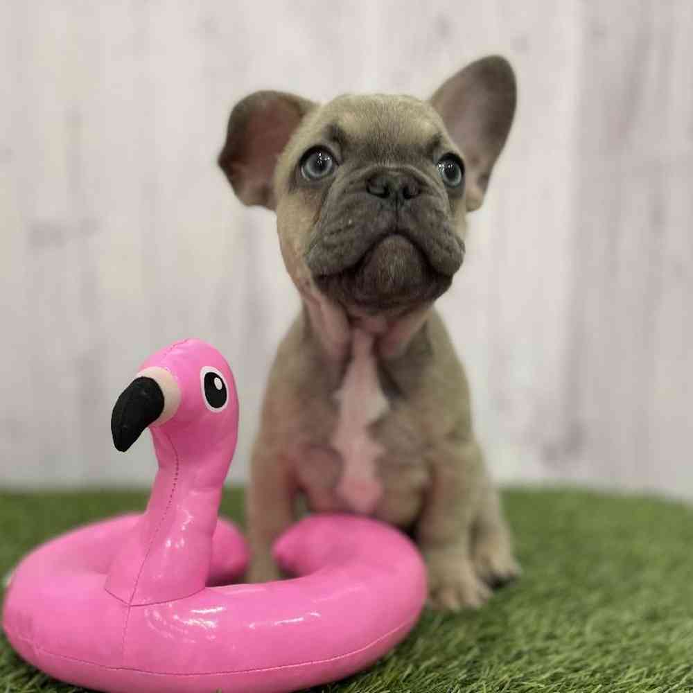 Male French Bulldog Puppy for Sale in Braintree, MA
