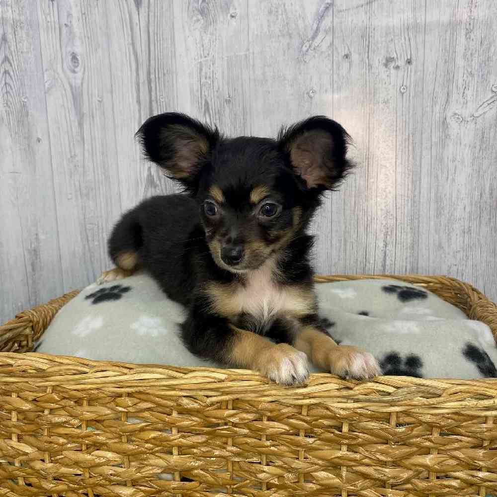 Male Chihuahua Puppy for Sale in Saugus, MA