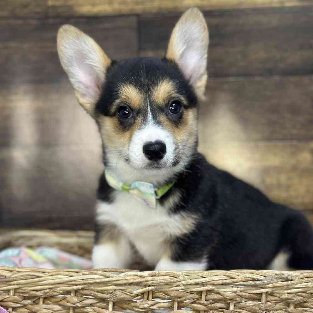 Male Pembroke Welsh Corgi Puppy for Sale in Saugus, MA