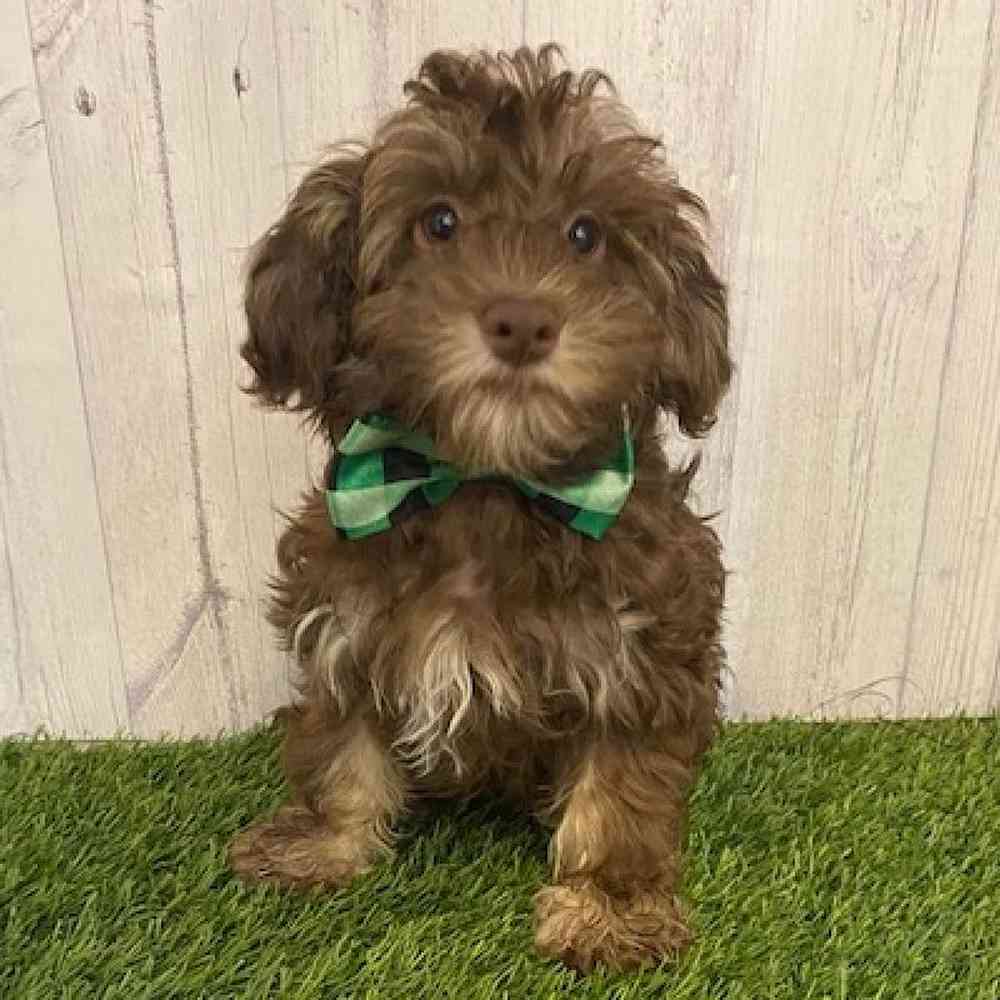 Male Havanese Puppy for sale