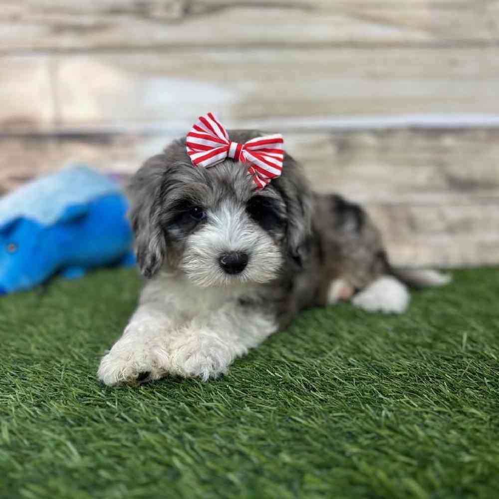 Female Mini Sheepadoodle 2nd Gen Puppy for Sale in Saugus, MA