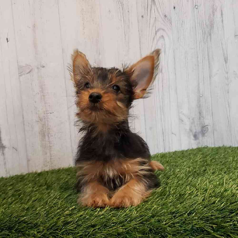 Male Yorkshire Terrier Puppy for sale