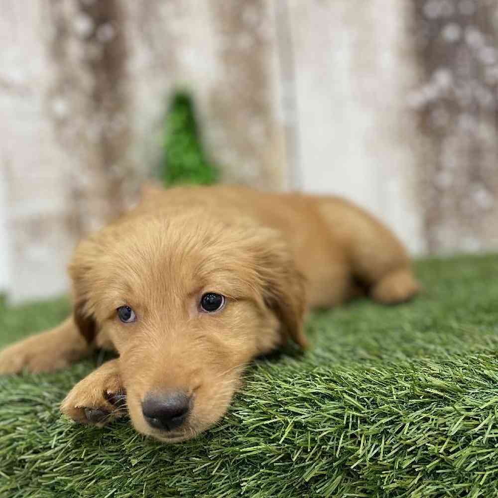 Male Golden Retriever Puppy for Sale in Braintree, MA