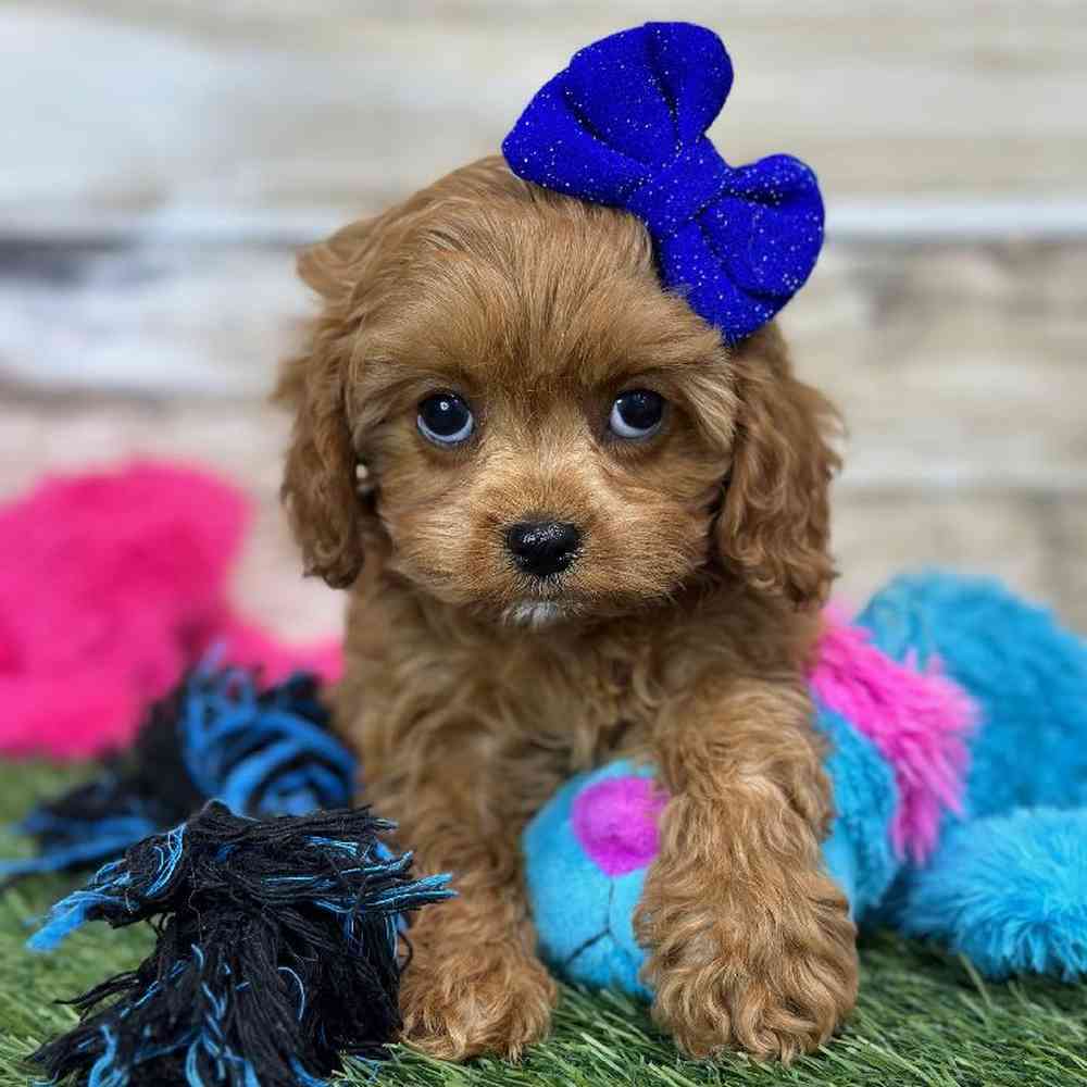 Female Cavapoo Puppy for Sale in Saugus, MA
