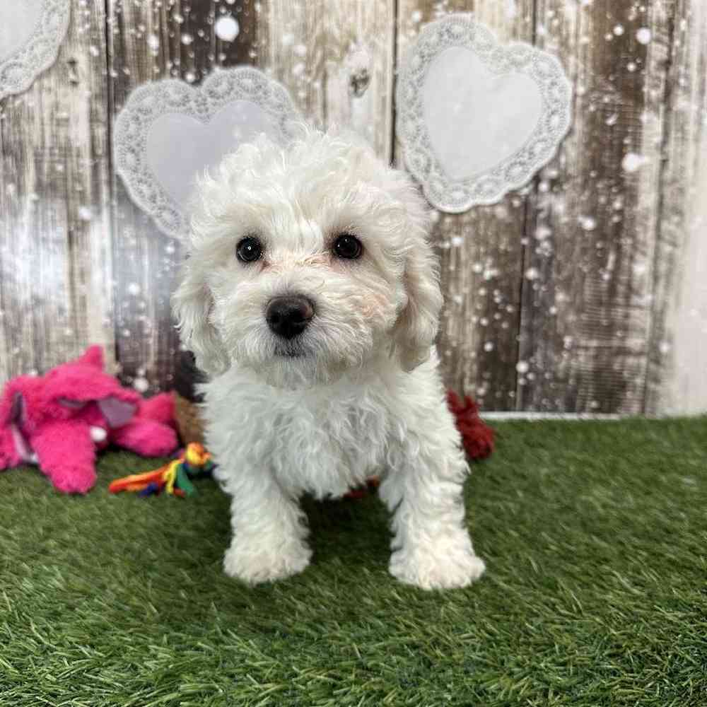 Female Bichon Frise Puppy for Sale in Saugus, MA
