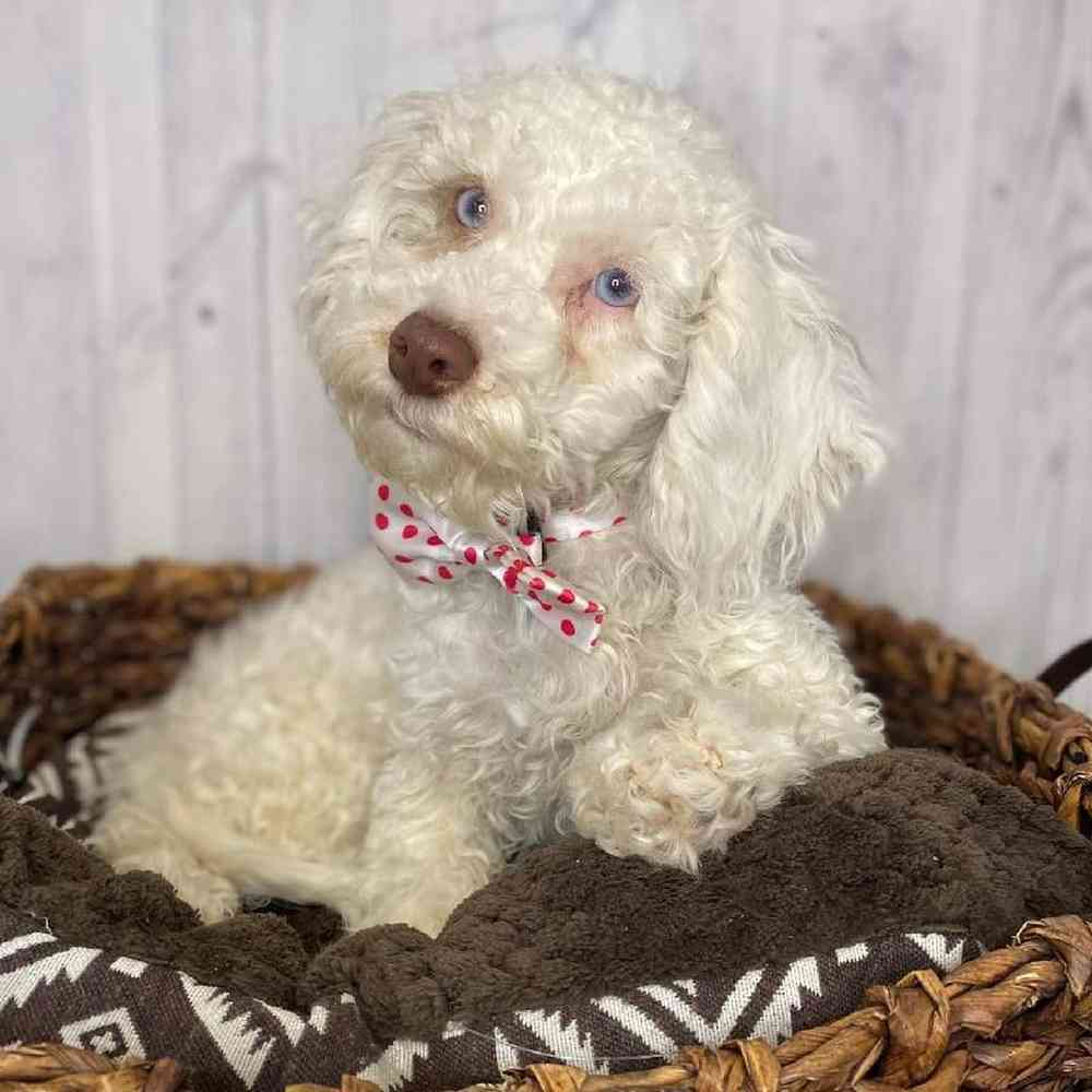 Male Cockapoo Puppy for Sale in Saugus, MA