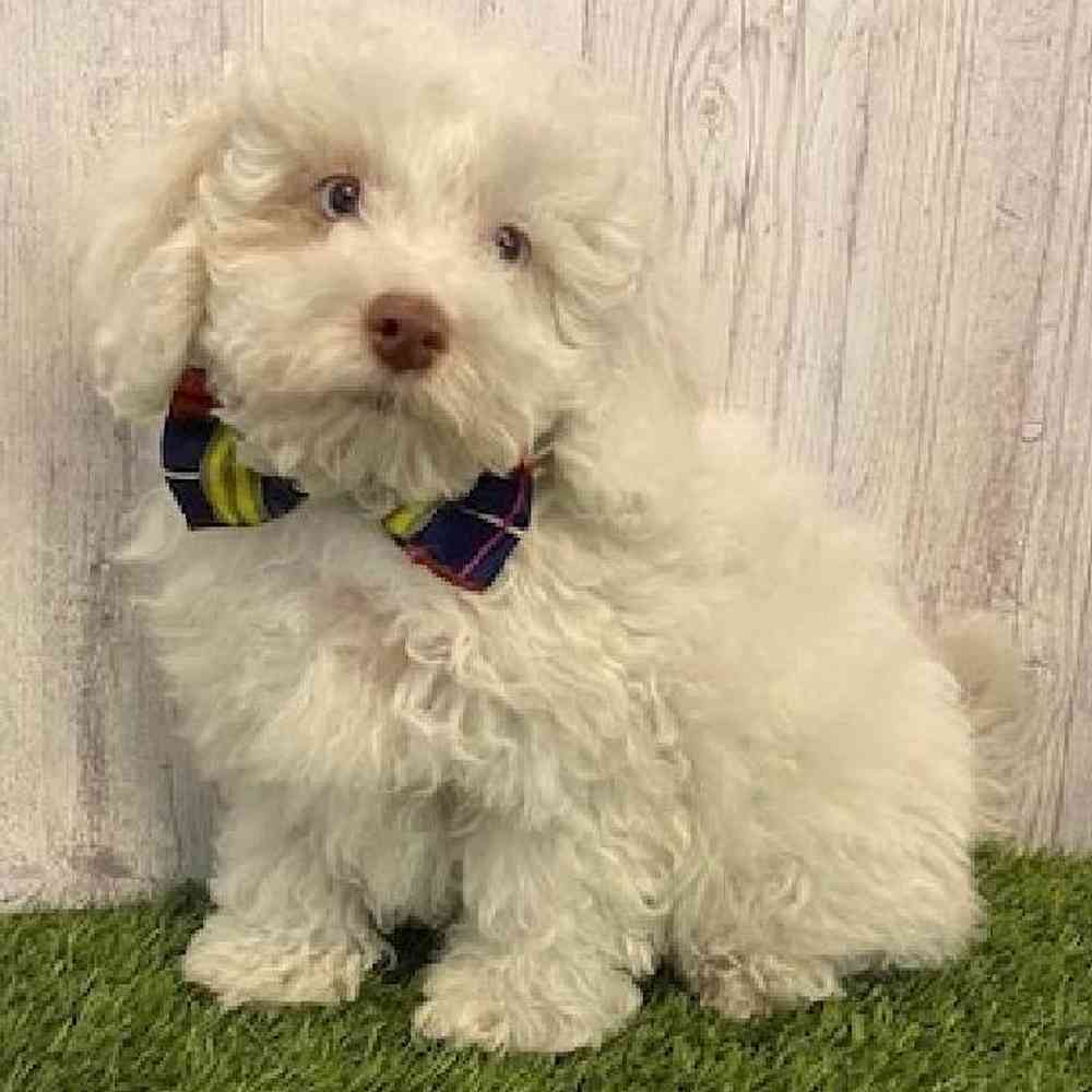 Male Cockapoo Puppy for Sale in Saugus, MA