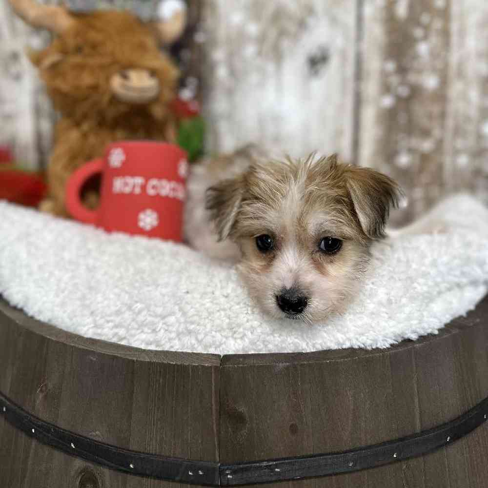 Female Yochon Puppy for Sale in Saugus, MA