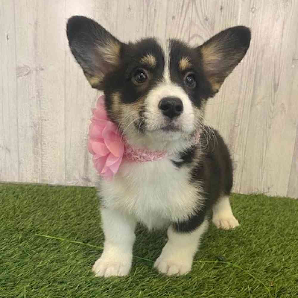 Female Pembroke Welsh Corgi Puppy for Sale in Saugus, MA