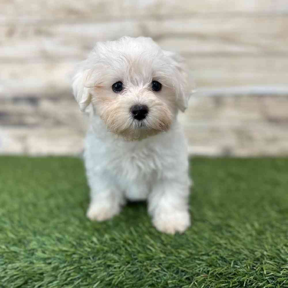 Male Maltese Puppy for Sale in Saugus, MA