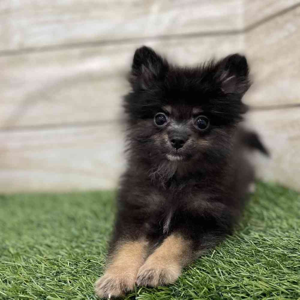Male Pomeranian Puppy for Sale in Braintree, MA