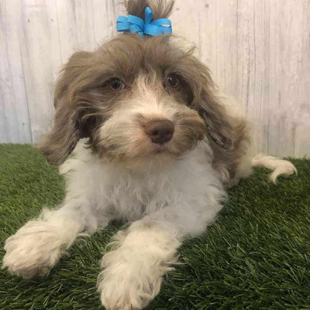 Female Cockapoo Puppy for sale