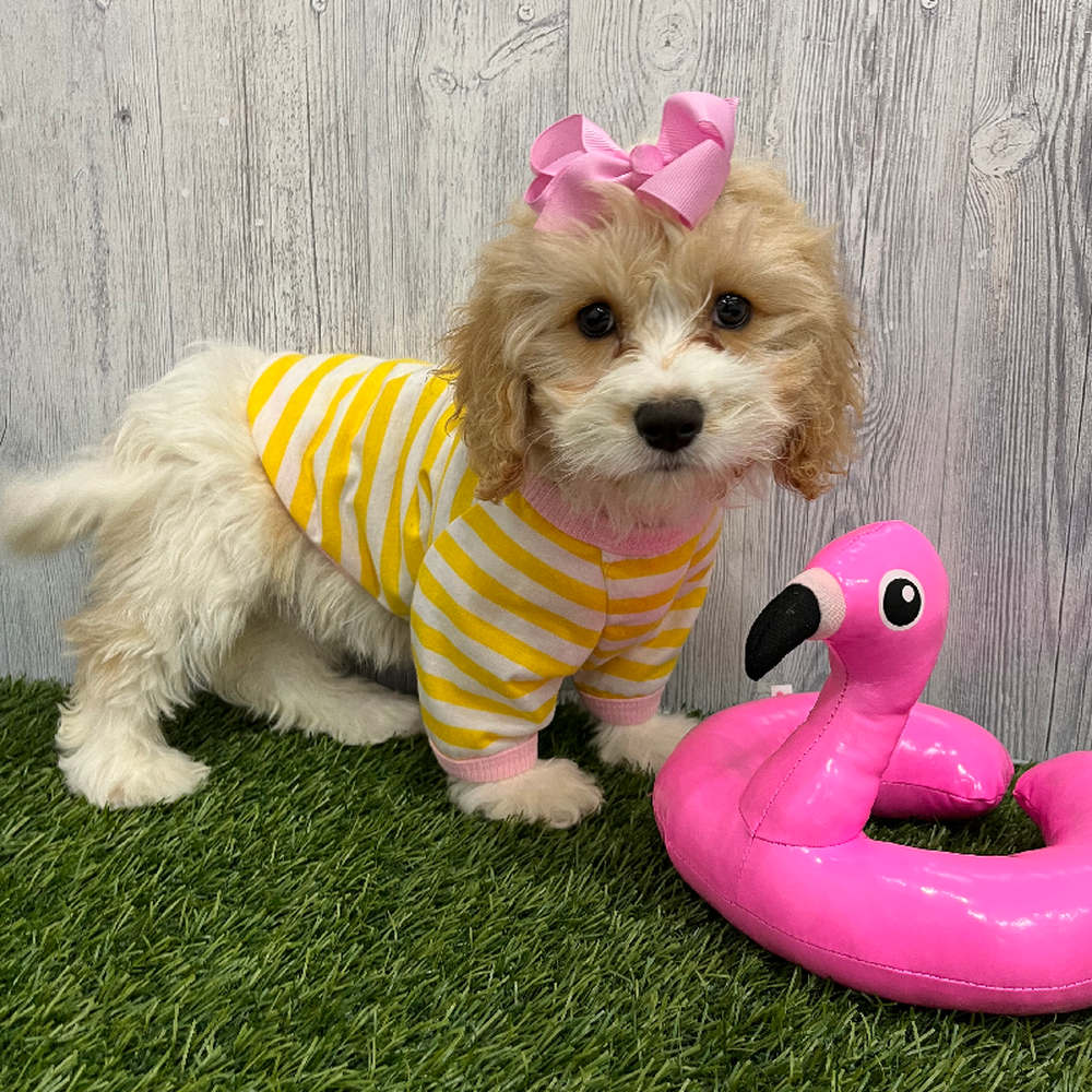 Female Cavachon Puppy for Sale in Braintree, MA