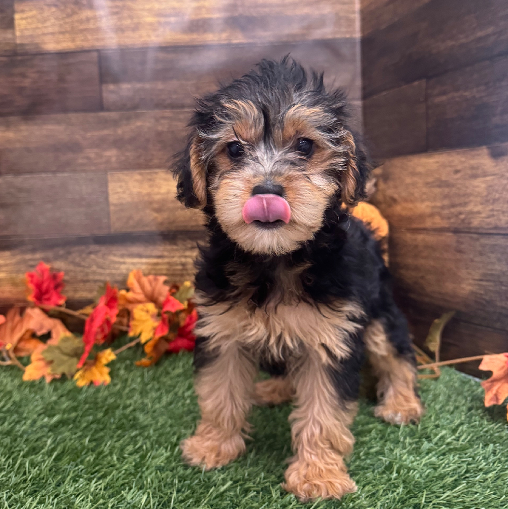 Female Yorkie-Poo Puppy for Sale in Braintree, MA
