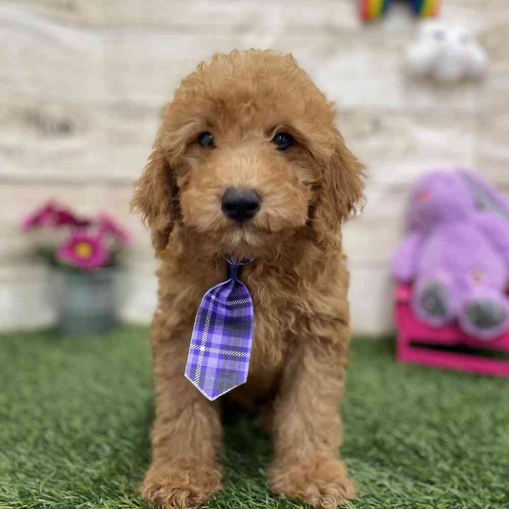 Male Mini Labradoodle 2nd Gen Puppy for Sale in Braintree, MA