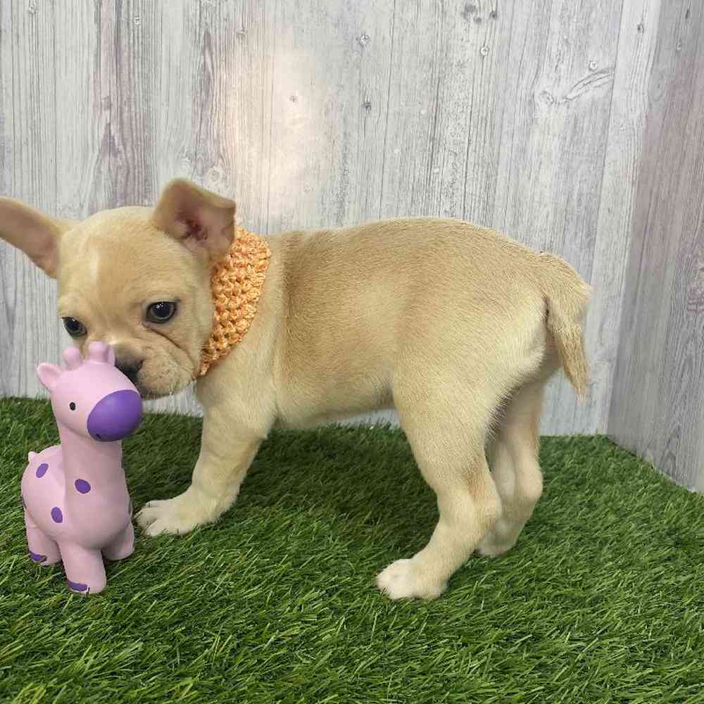 Female French Bulldog Puppy for Sale in Saugus, MA