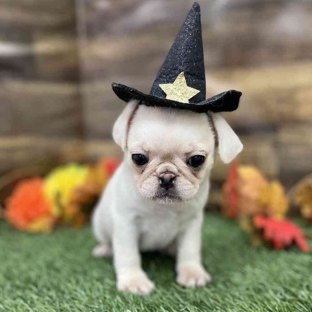 Female Pug Puppy for Sale in Braintree, MA