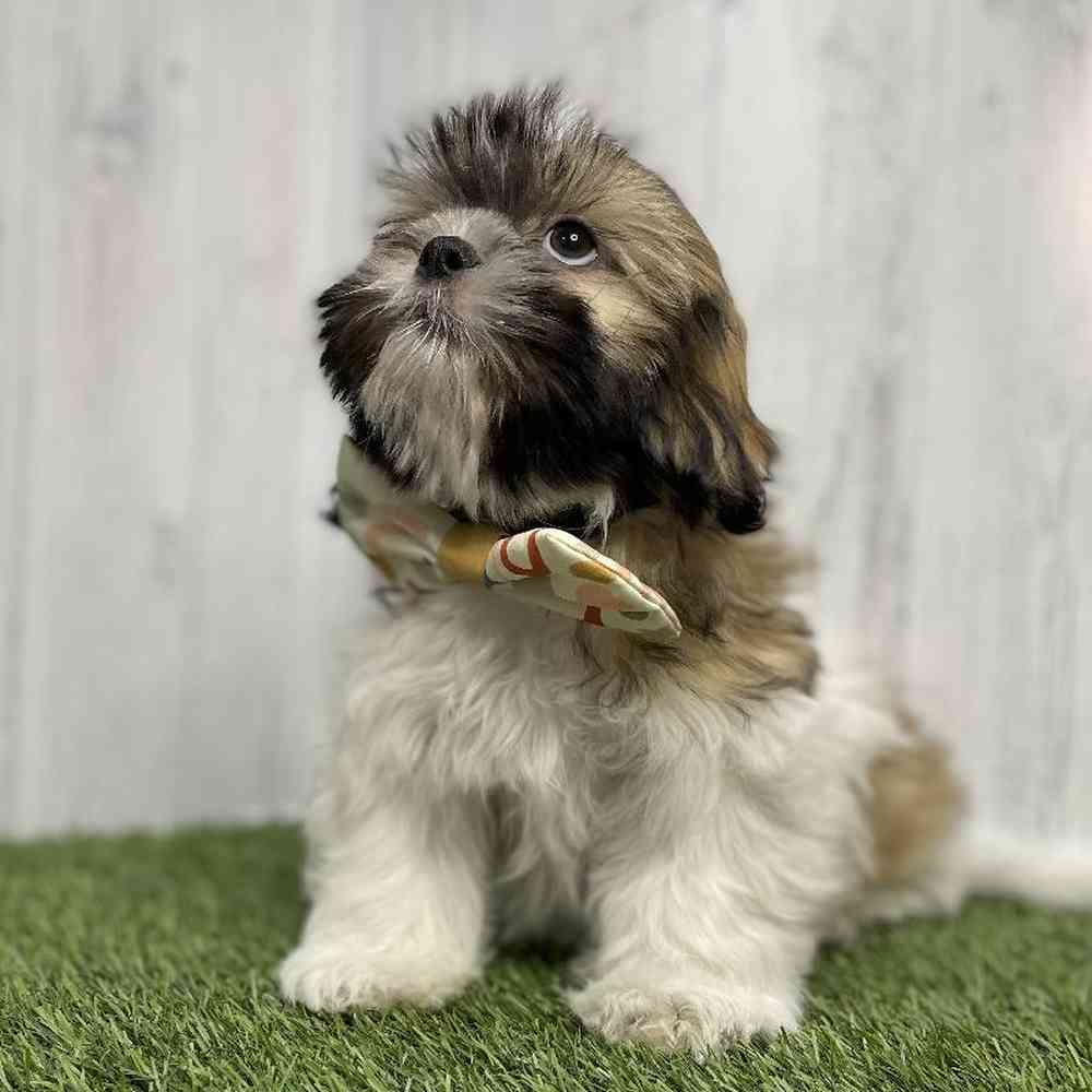 Male Shih Tzu Puppy for sale