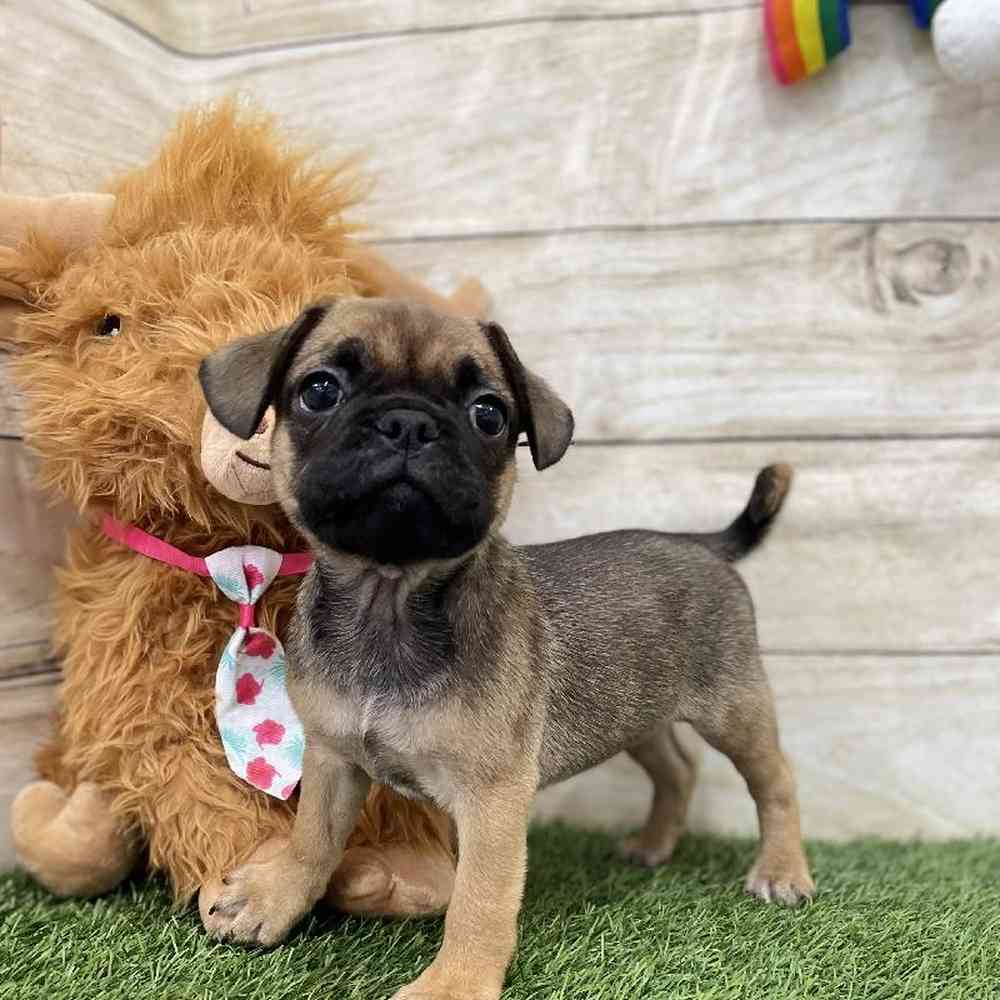 Female Frug Puppy for Sale in Braintree, MA