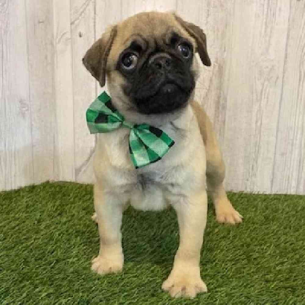 Male Pug Puppy for Sale in Saugus, MA
