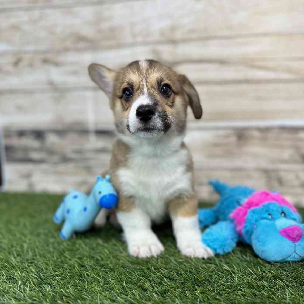 Male Pembroke Welsh Corgi Puppy for Sale in Saugus, MA