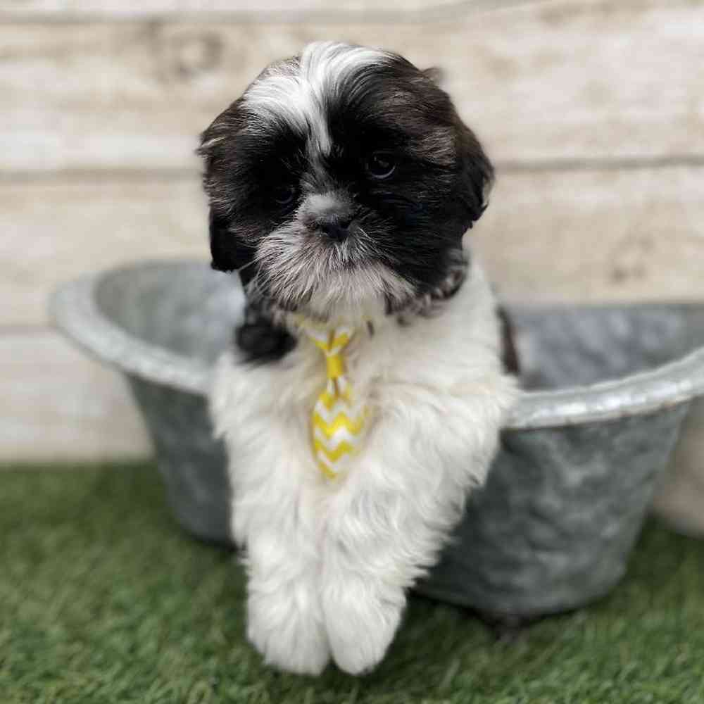 Male Shih Tzu Puppy for Sale in Braintree, MA