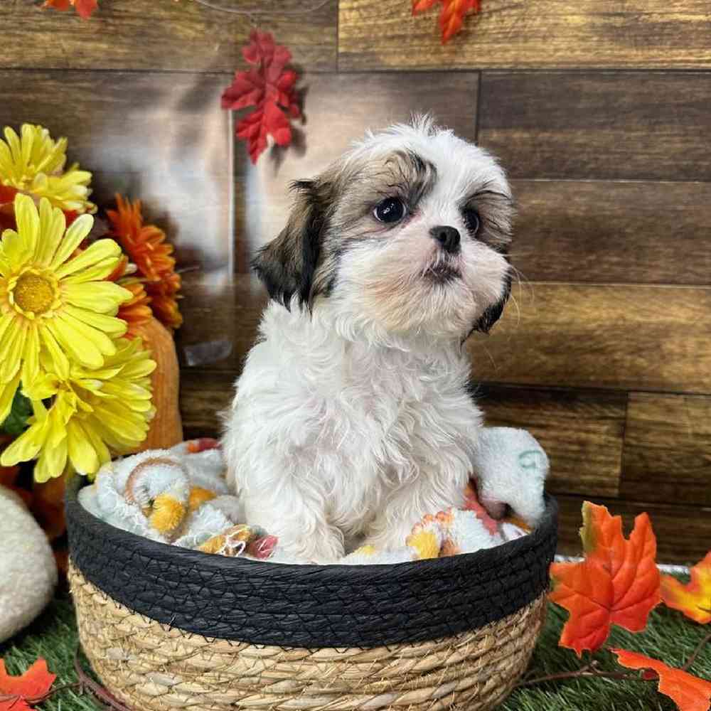Female Shih Tzu Puppy for Sale in Saugus, MA