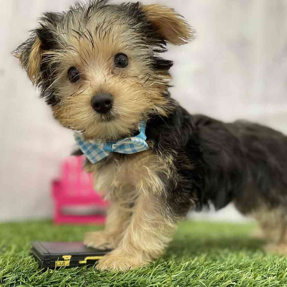 Male Yorkshire Terrier Puppy for Sale in Braintree, MA