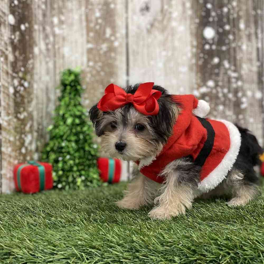 Female Morkie Puppy for Sale in Braintree, MA