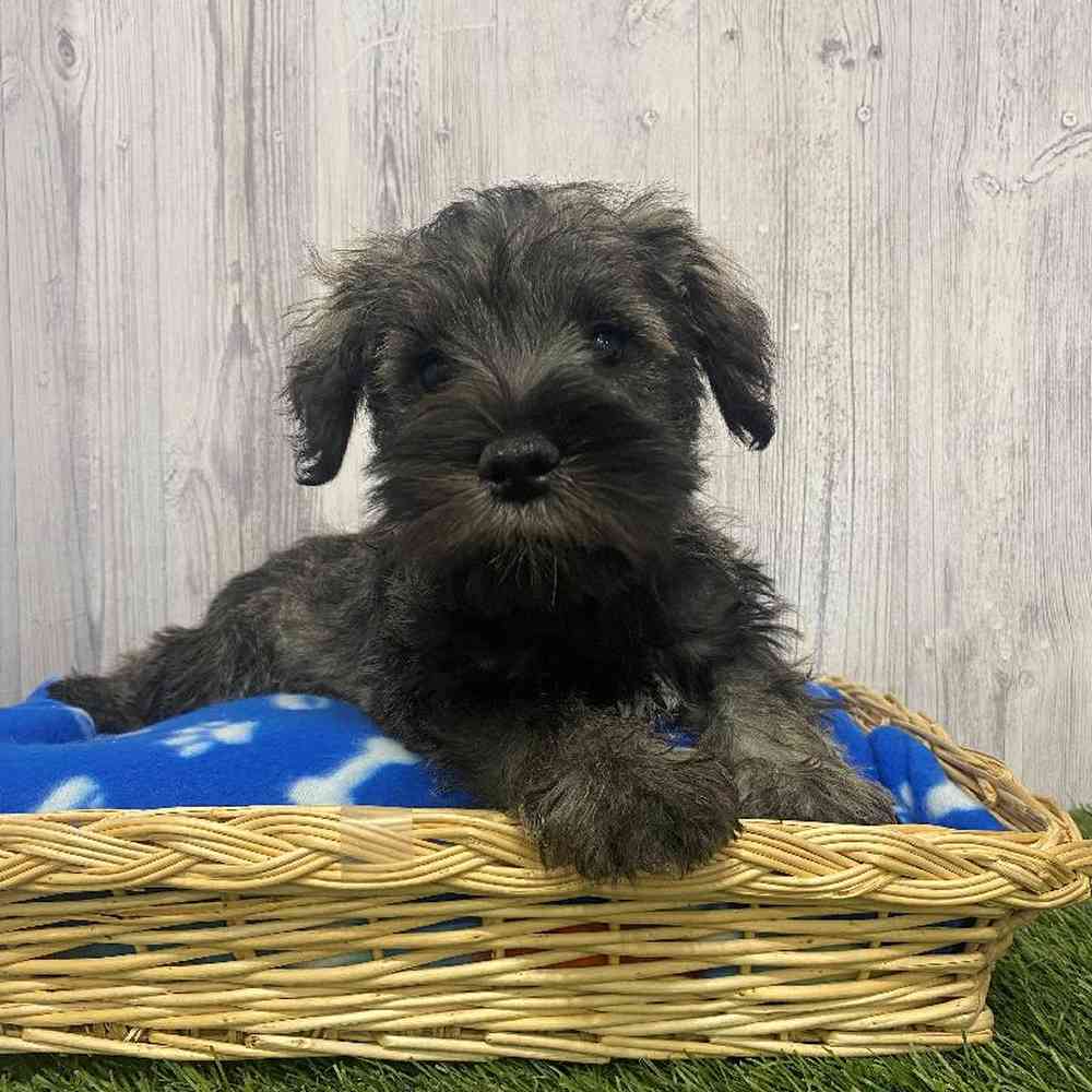 Male Miniature Schnauzer Puppy for Sale in Saugus, MA