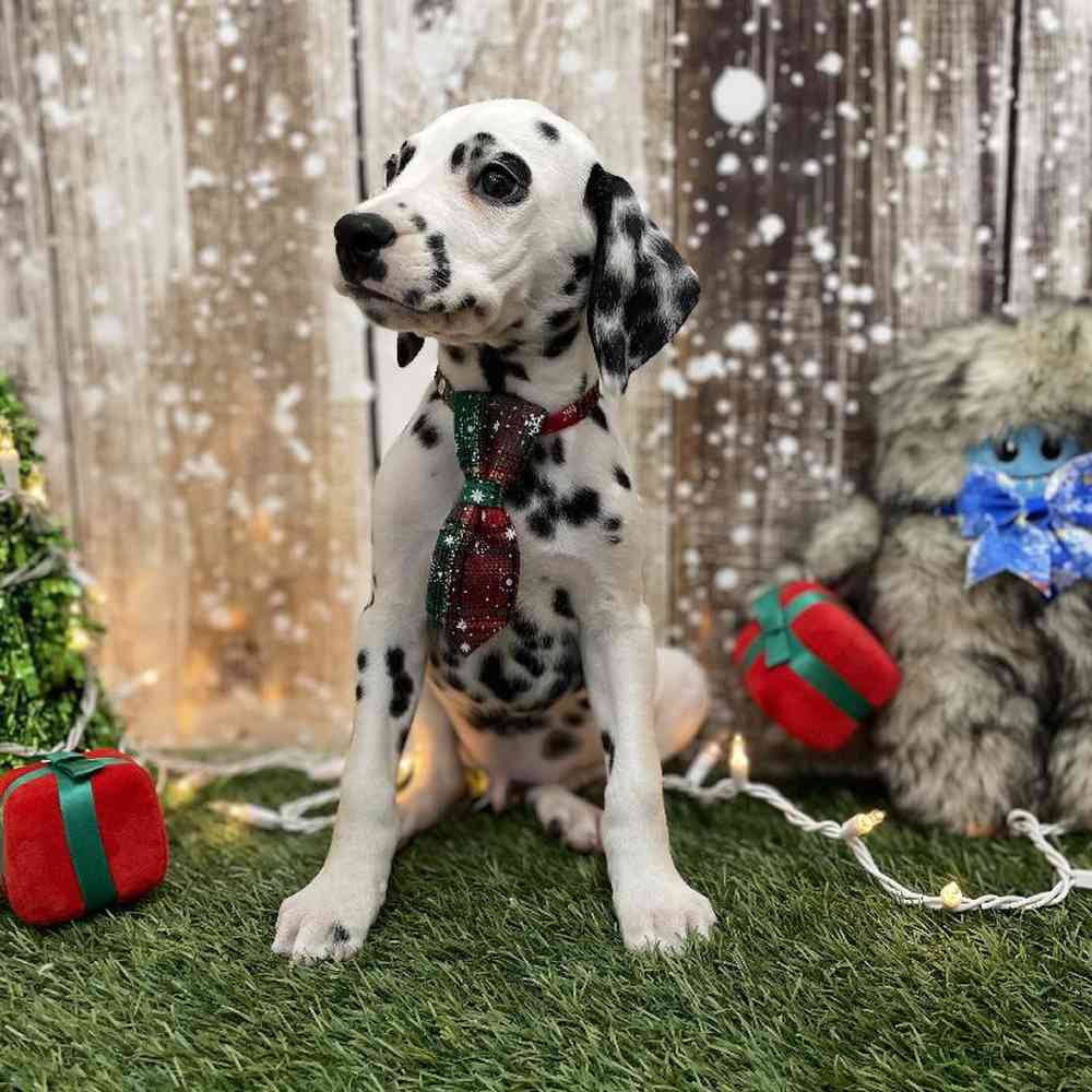 Male Dalmatian Puppy for Sale in Braintree, MA