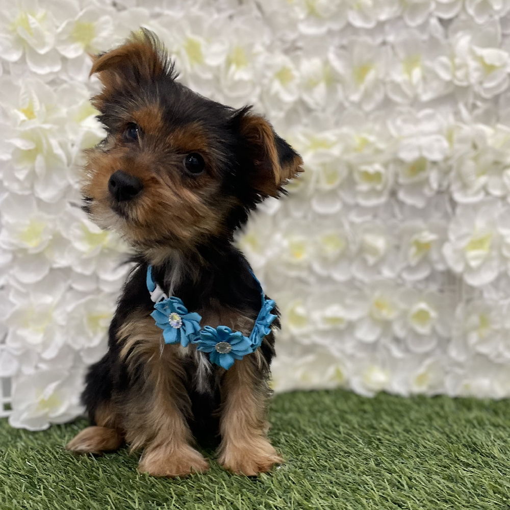 Female Yorkshire Terrier Puppy for Sale in Braintree, MA