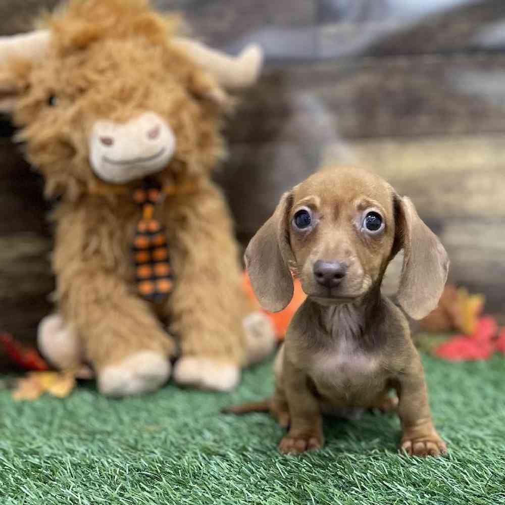 Male Dachshund Puppy for Sale in Braintree, MA
