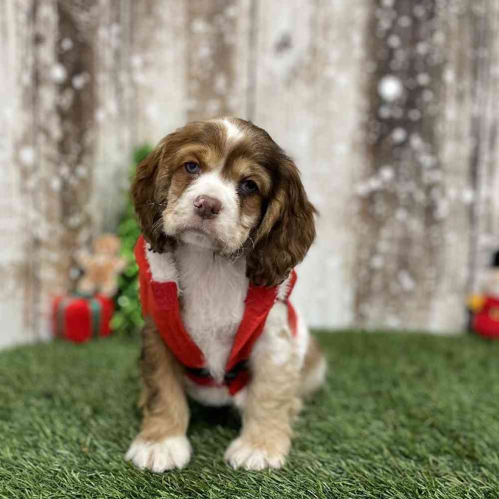 Female Cocker Spaniel Puppy for Sale in Braintree, MA
