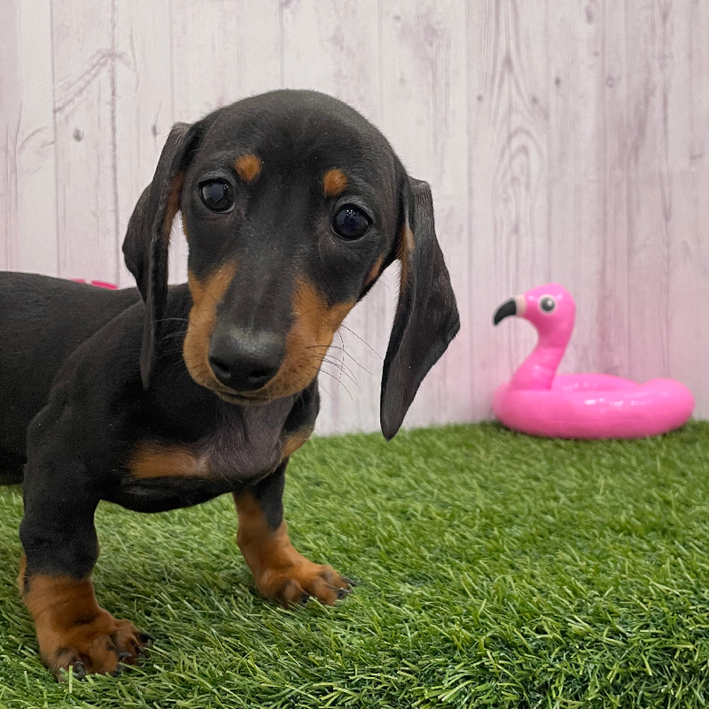 Female Dachshund Puppy for Sale in Braintree, MA