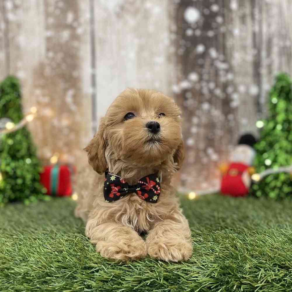 Male Shih-Poo Puppy for Sale in Braintree, MA