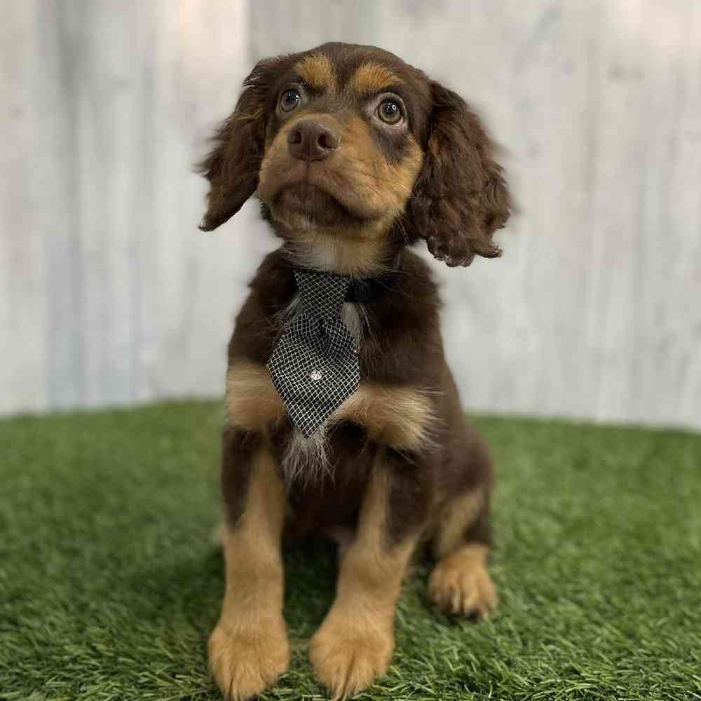 Male Cotralian (Mini Aussie/Cocker Spaniel) Puppy for sale
