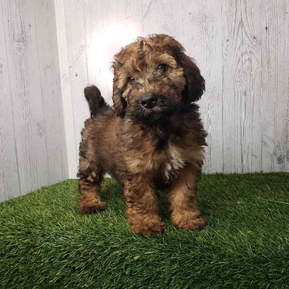 Male Mini Goldendoodle 2nd Gen Puppy for sale