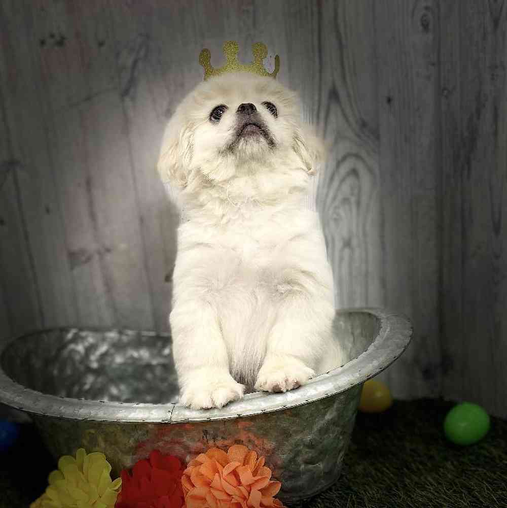Male Pekingese Puppy for sale