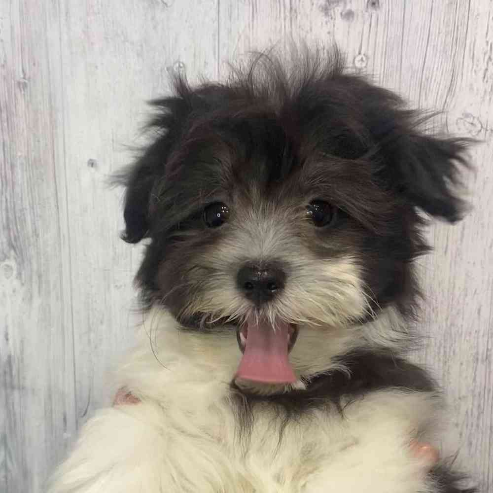 Male Havamalt Puppy for Sale in Saugus, MA