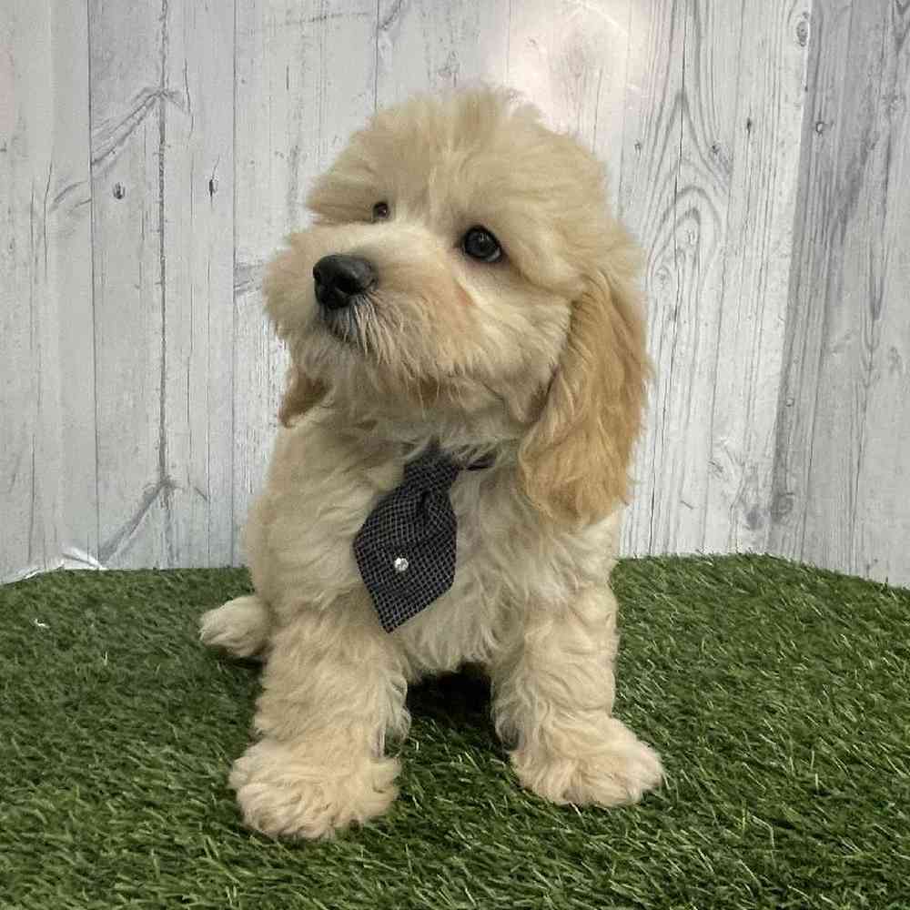 Male Mini Labradoodle 2nd Gen Puppy for sale