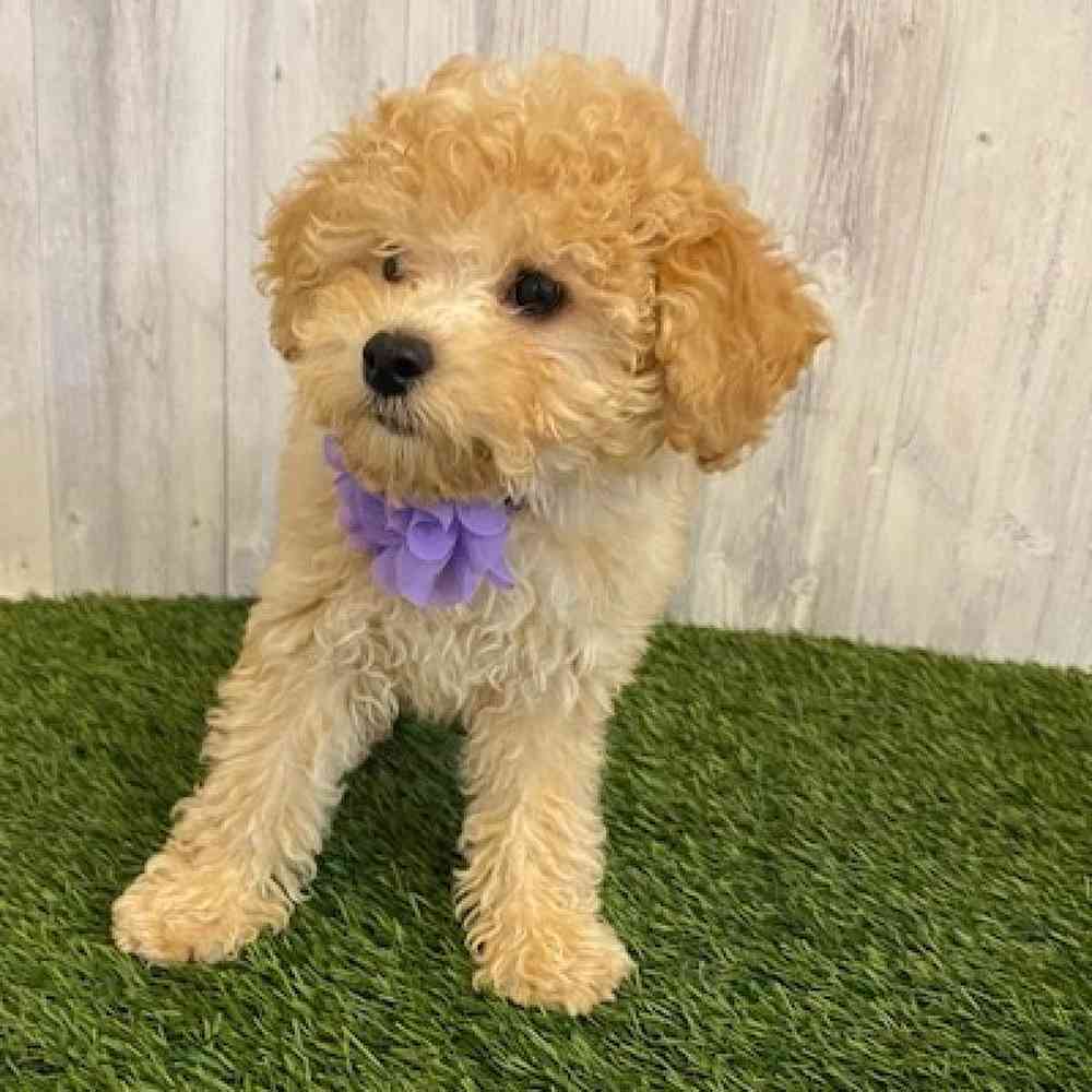 Female Poodle (MINI) Puppy for sale