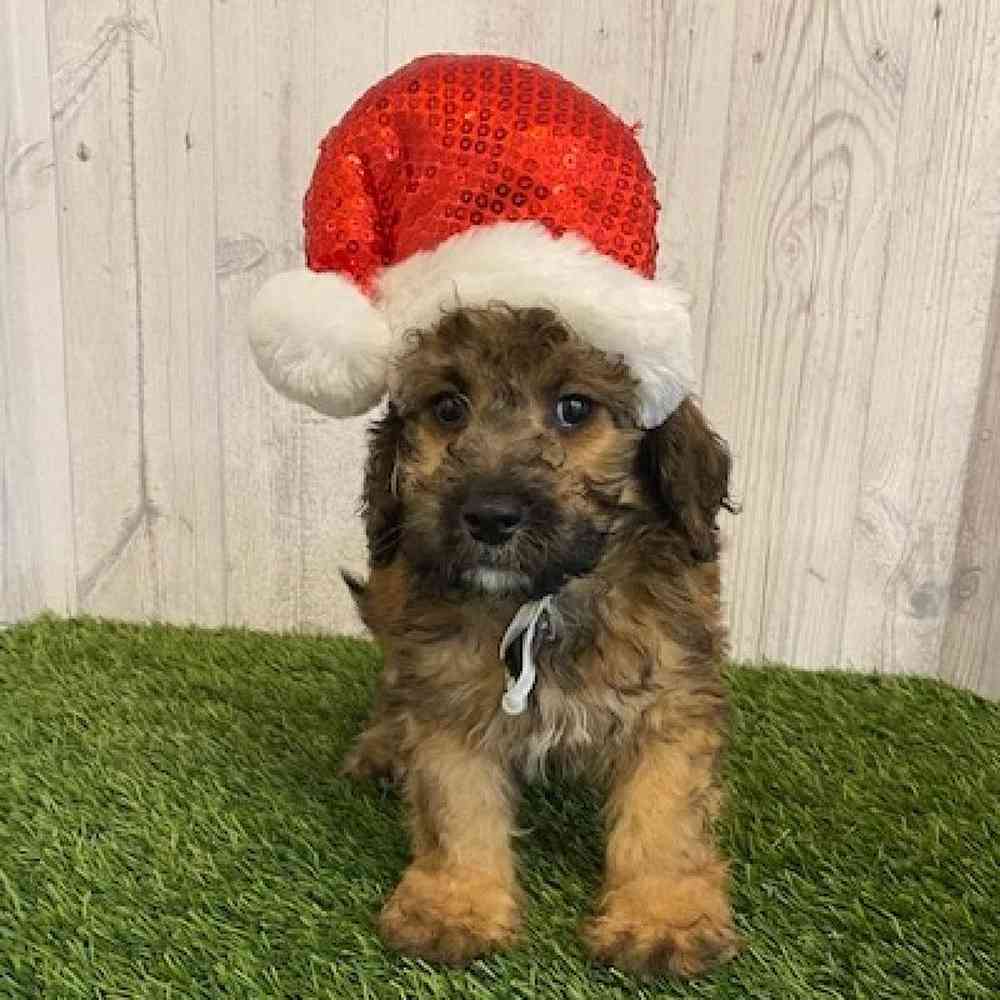 Male Mini Goldendoodle 2nd Gen Puppy for sale